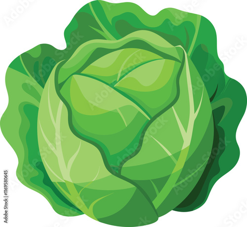 Cabbage in cartoon style on a white background. Vector illustration.