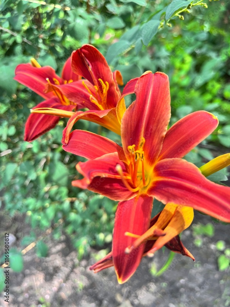 Blooming Hemerocallis Autumn Red in the summer flower garden . star-shaped dark red flower with yellow lines.Flower background. Blooming Hemerocallis Autumn Red in the summer flower garden . star-shaped dark red flower with yellow lines.Flower background.