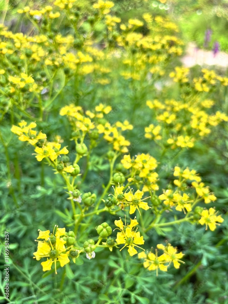 Obraz premium ruta hortensis Mill. A wild, fragrant semi-shrub with many unusual yellow flowers.Flower background.
