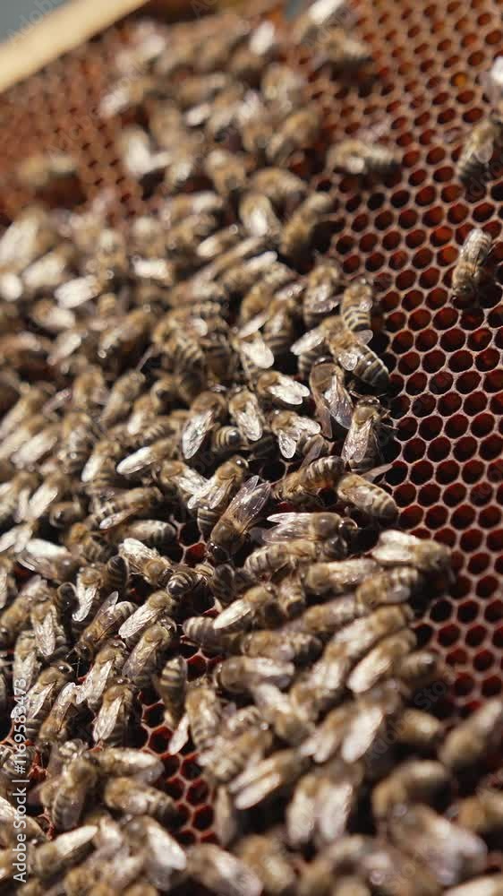Frame with bees in beekeeper's hands. Large family of honey bees crawling on honeycomb frame. Beekeeping concept. Close-up. Vertical video Frame with bees in beekeeper's hands. Large family of honey bees crawling on honeycomb frame. Beekeeping concept. Close-up. Vertical video