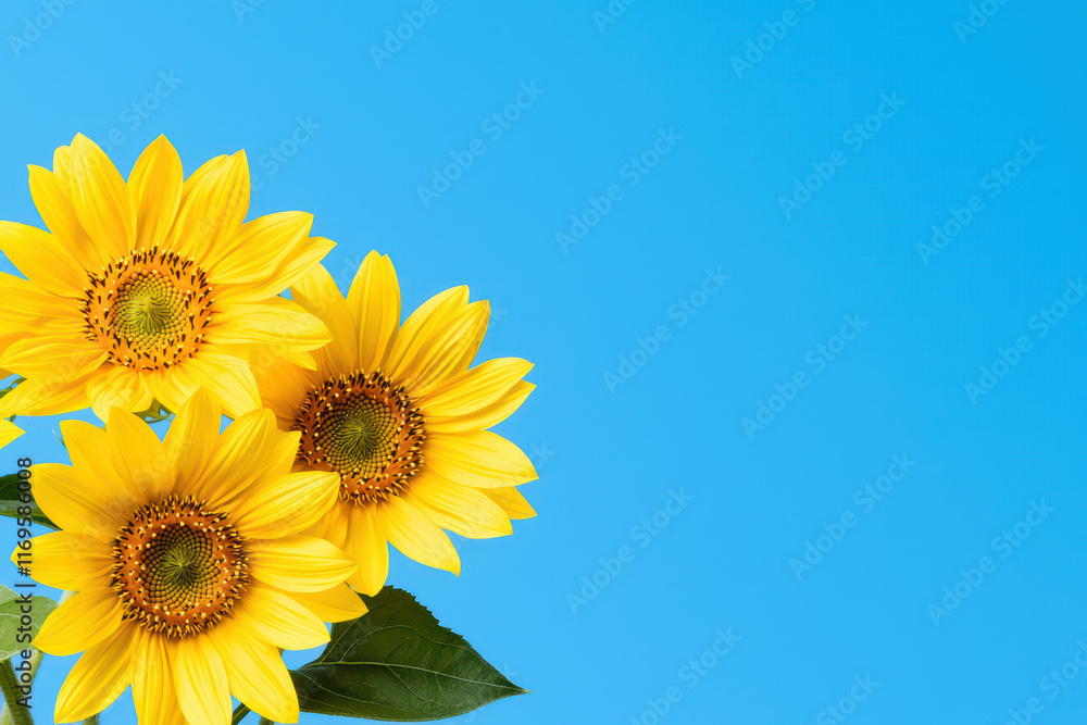 Bright sunflowers against blue sky background Bright sunflowers against blue sky background
