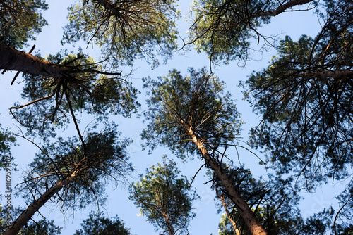 Pine sky