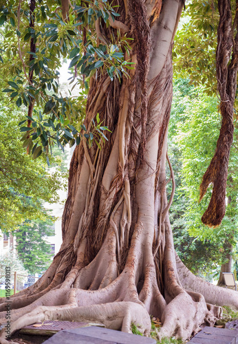 Obraz na plátně Banyan tree with large roots in Naples ,Italy