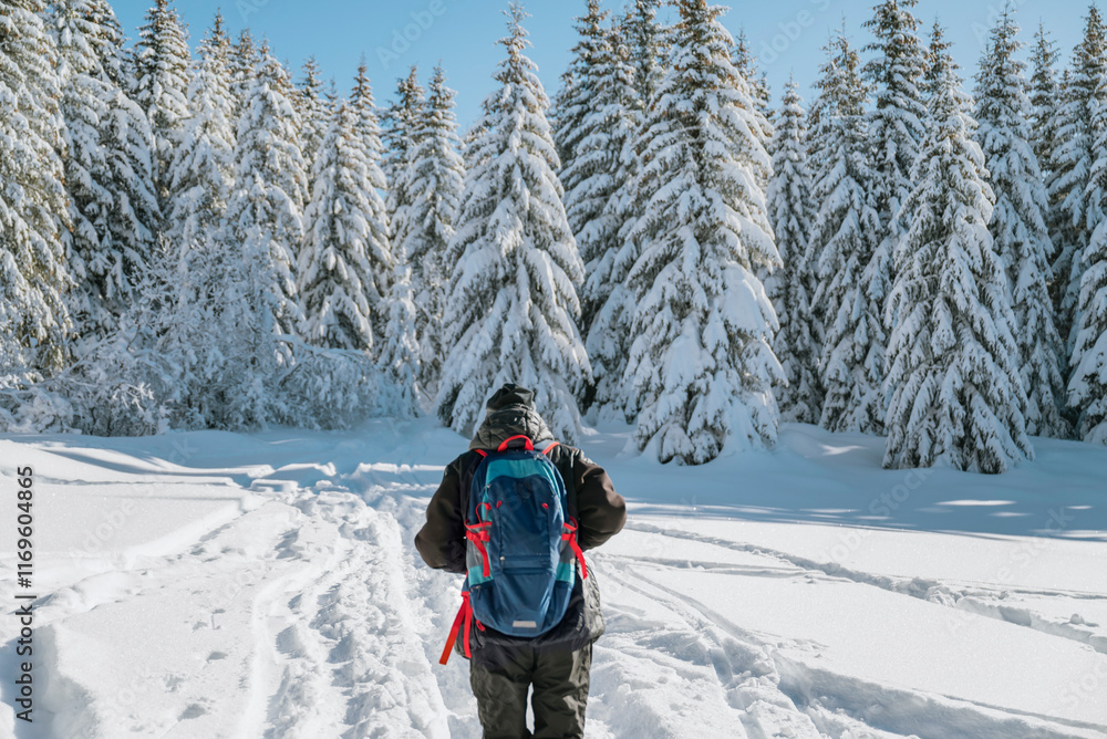 Senior man in the winter forest with snowy pines . Vitosha mountain, ,Bulgaria Senior man in the winter forest with snowy pines . Vitosha mountain, ,Bulgaria