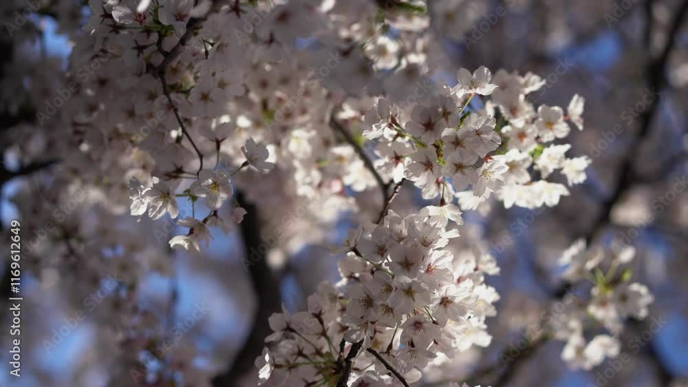 A Beautiful Cherry Blossom Tree is in Full Bloom Beneath a Clear Blue Sky A Beautiful Cherry Blossom Tree is in Full Bloom Beneath a Clear Blue Sky