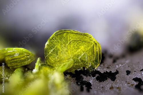 Autunite crystal. Specimen from  Assunção Mine, Aldeia Nova, Sátão, Viseu District, Portugal. Micro photography extreme close-up. microscope mineral crystal photography for Scientific use.
 photo