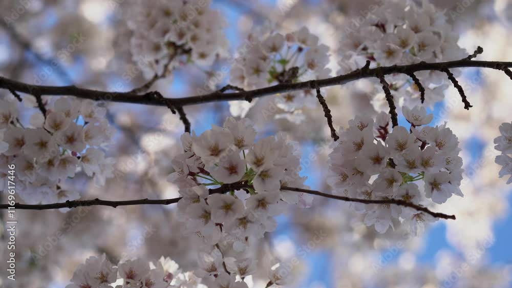 Beautiful and Captivating Blooming Cherry Blossoms in Joyful Springtime Season Beautiful and Captivating Blooming Cherry Blossoms in Joyful Springtime Season