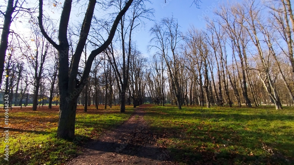 Obraz premium Camino atravesando bosque otoñal un día soleado en Burgos, España