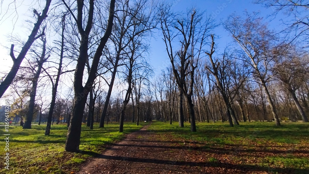 Camino atravesando bosque otoñal un día soleado en Burgos, España Camino atravesando bosque otoñal un día soleado en Burgos, España