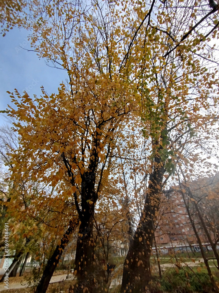 Árboles con ramas otoñales en parque de Burgos, España Árboles con ramas otoñales en parque de Burgos, España