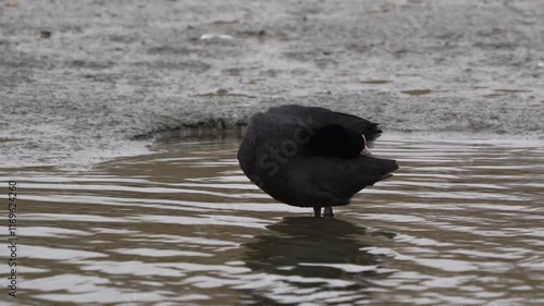  A Eurasian coot (Fulica atra) preening its feathers while standing on a mudbank photo