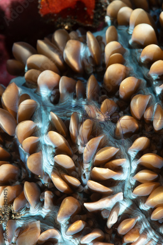 gamberetto commensale, Vir philippinensis, su corallo a bolle, Physogyra lichtensteini,  in riposo con escrescenze completamente ritratte	
 photo