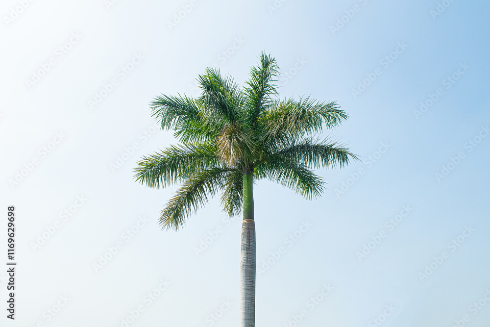 Fototapeta premium Palm tree isolated on light background on sunny day