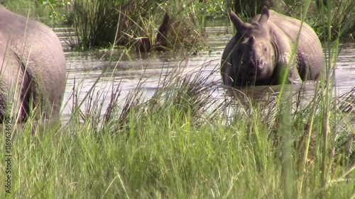 Indian rhinoceros with horn from Chitwan national park in Nepal
