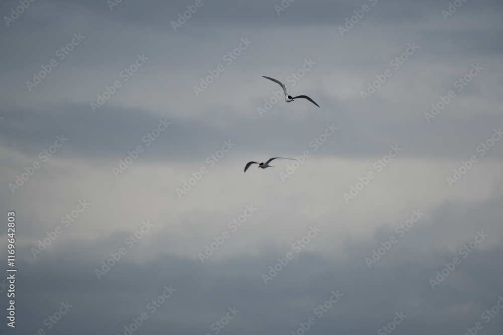 Two White-fronted terns (Sterna striata) flying over rippled sea water.Large copy space nature background. Two White-fronted terns (Sterna striata) flying over rippled sea water.Large copy space nature background.