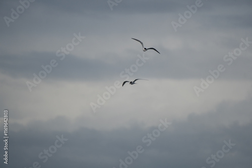 Two White-fronted terns (Sterna striata) flying over rippled sea water.Large copy space nature background. photo