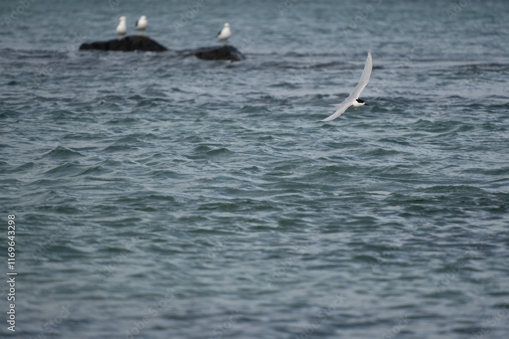 Fototapeta premium White-fronted tern (Sterna striata) flying in Bluff, New Zealand. Terns nest on rocks in large colonies.