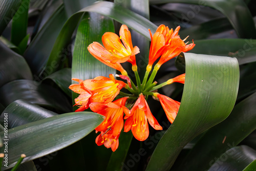 Clivia. Clivia miniata. Flores de coloração laranja. photo