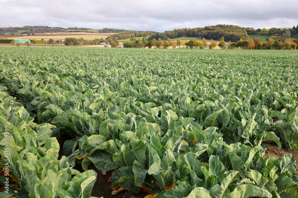 Fototapeta premium Cauliflower growing in a field in Scotland, UK 