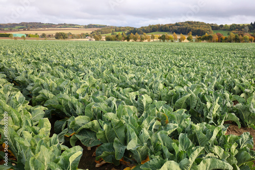 Cauliflower growing in a field in Scotland, UK	