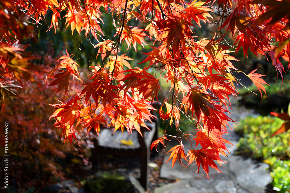Japanese maple leaves turn red in autumn in Scotland, UK Japanese maple leaves turn red in autumn in Scotland, UK