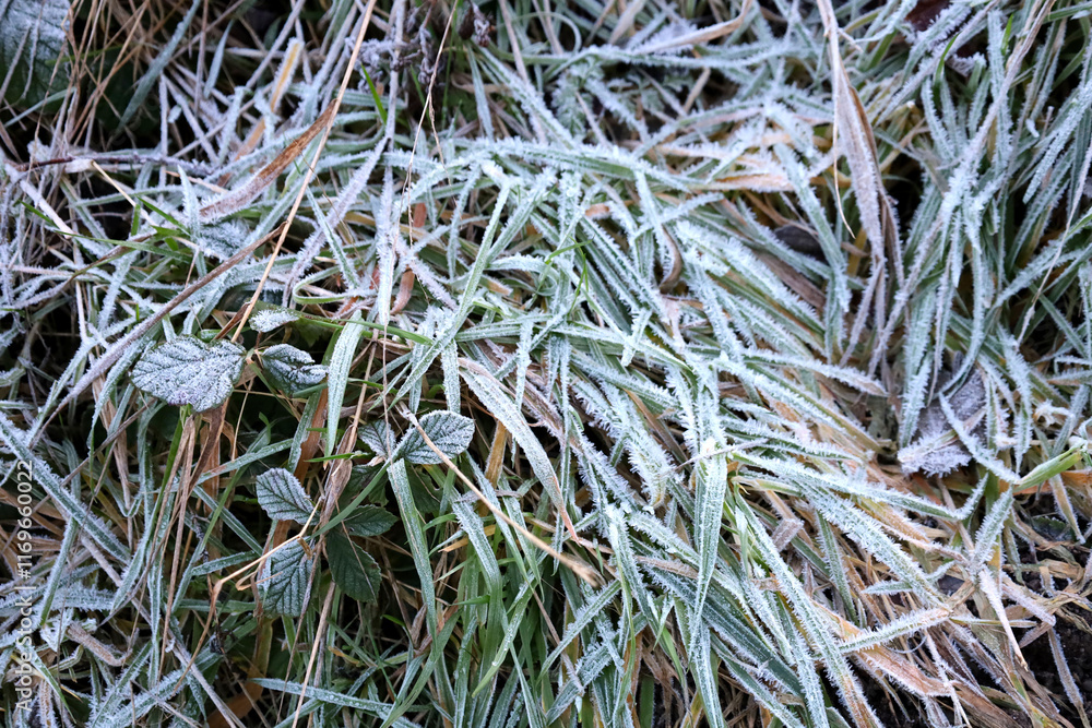 Frosty morning and frozen grass in a garden Frosty morning and frozen grass in a garden