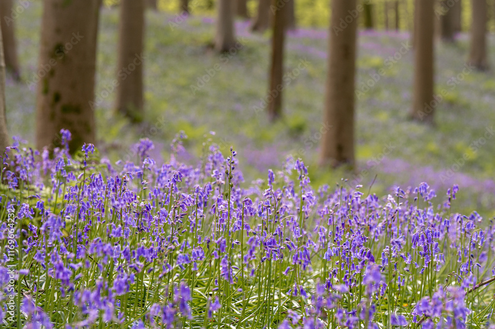 Naklejka premium bluebells in the woods
