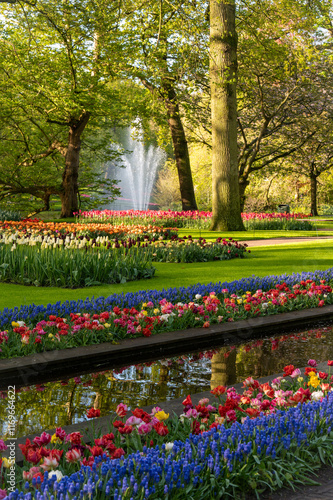 tulips in the spring park