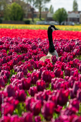 tulips in the garden duck