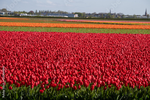 field of tulips