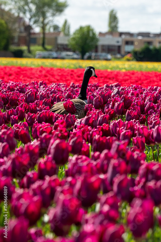 tulips in the garden duck