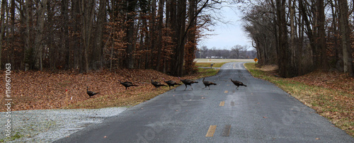 pack of turkey vulture crossing the road
