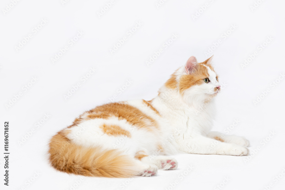 An Elegant Orange and White Cat is Relaxing Comfortably on a Soft White Background An Elegant Orange and White Cat is Relaxing Comfortably on a Soft White Background