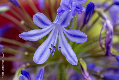 Agapanthus africanus, agapanto ou lírio-do-cabo photo