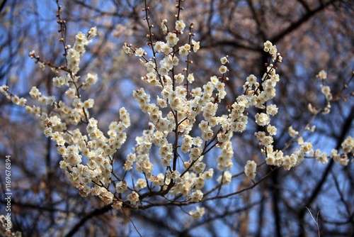 봄 풍경, 매화꽃 개화 photo