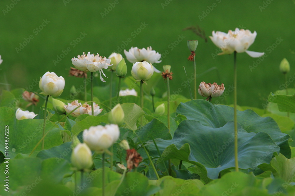 식물원 풍경, 연꽃의 개화