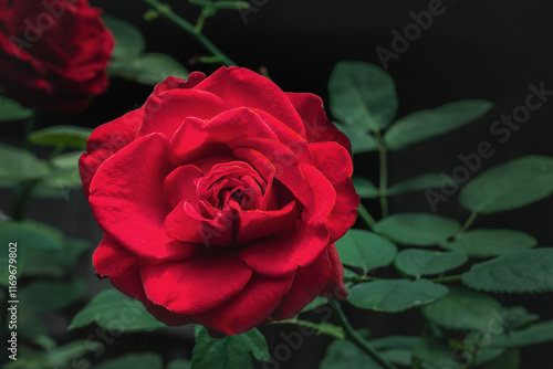 Beautiful red rose flower - garden rose photo