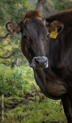 Wallpaper Mural black and white cow Torontodigital.ca