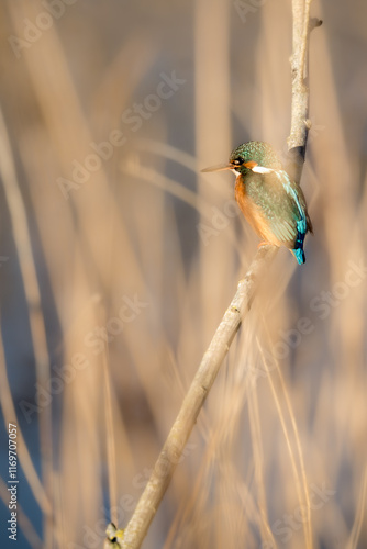 Common Kingfisher, Alcedo atthis, in front of reeds on a lake at RSPB St Aidans, West Yorkshire, UK photo