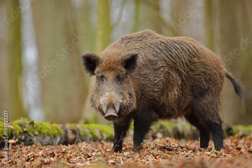 Dzik euroazjatycki, dzik, (Sus scrofa)