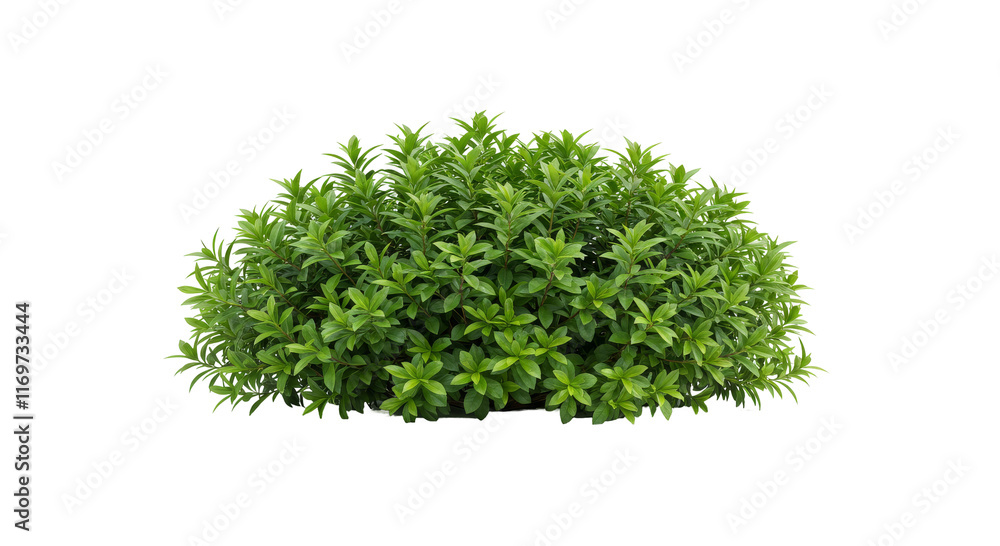 Green grass Bush, PNG, ornamental bush, decorative bush, vibrant green bush, landscaping plant, plant with foliage, isolated garden bush, bush with branches Green grass Bush, PNG, ornamental bush, decorative bush, vibrant green bush, landscaping plant, plant with foliage, isolated garden bush, bush with branches