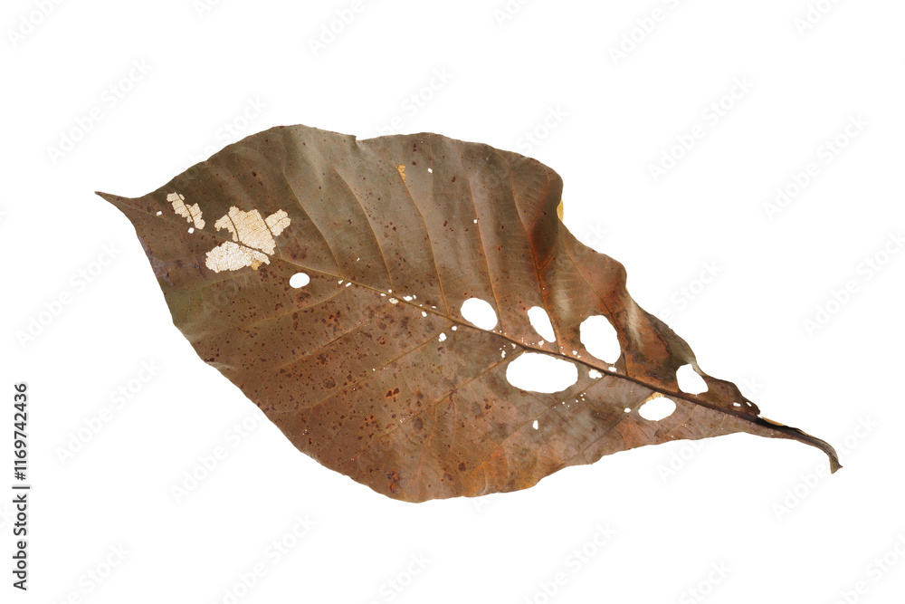 Obraz premium Dry leaves falling On a white background, brown teak leaves texture, soft focus