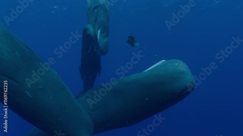 Four sperm whales (Physeter macrocephalus), including a juvenile, socialize at the surface with open mouths, emitting loud conversational clicks. Check my portfolio for more sperm whale footage.
