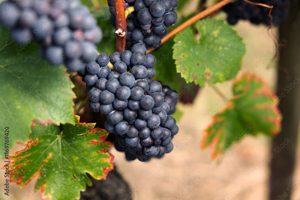 Close-up blue grapes, ripe and ready to harvest. Assmanshausen, Rheingau in Germany. Vineyard, steep slope, wine farmland. Close-up blue grapes, ripe and ready to harvest. Assmanshausen, Rheingau in Germany. Vineyard, steep slope, wine farmland.