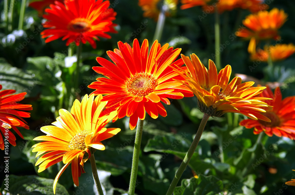 Red and yellow flowers in bloom with chrysanthemums, gerbera, and marigold petals in a vibrant garden close-up Red and yellow flowers in bloom with chrysanthemums, gerbera, and marigold petals in a vibrant garden close-up