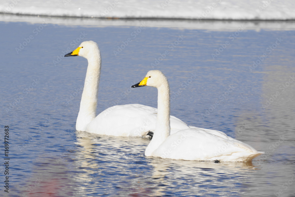 湖面に浮かぶ白鳥 湖面に浮かぶ白鳥