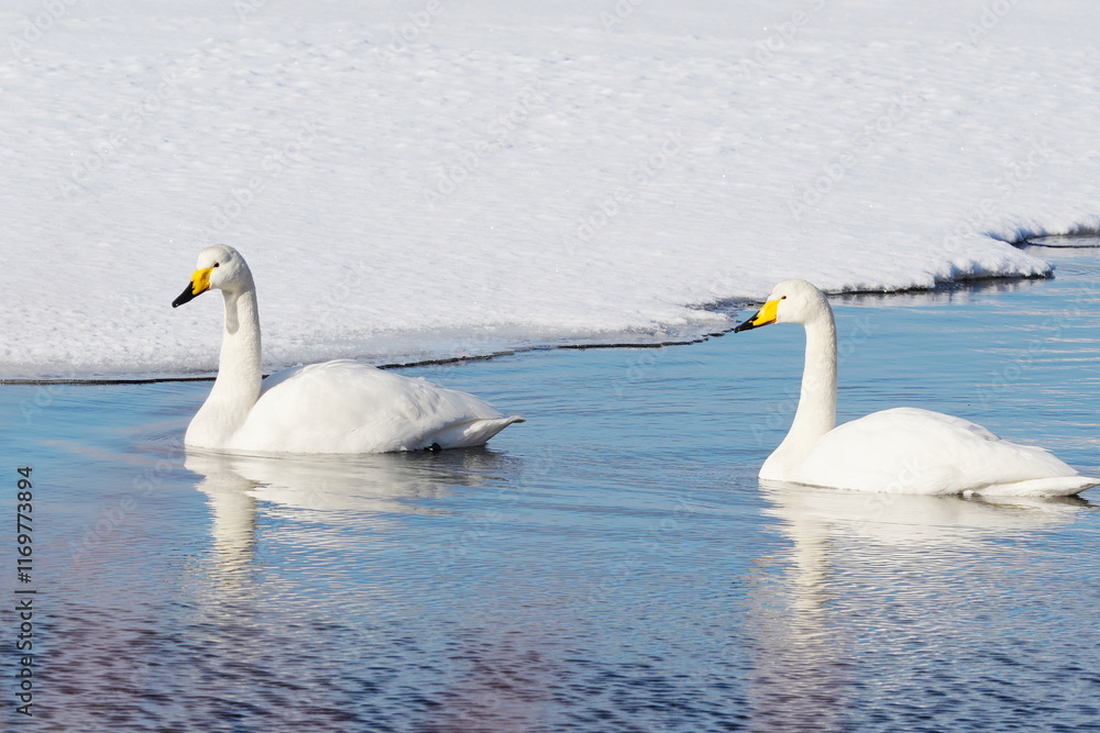 Fototapeta premium 湖面に浮かぶ白鳥