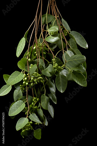 Vivid and Detailed View of Gnetum Plant, its Leaves and Stem, Signifying Gnetum in Non-Fruit Bearing Season photo