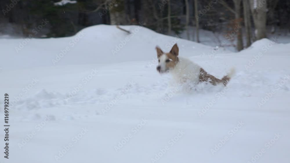A Jack Russell Terrier peeks out of deep snow in an open field, showcasing its curious and playful spirit. A Jack Russell Terrier peeks out of deep snow in an open field, showcasing its curious and playful spirit.