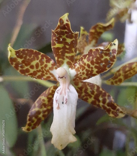 Orquídea pintilla photo